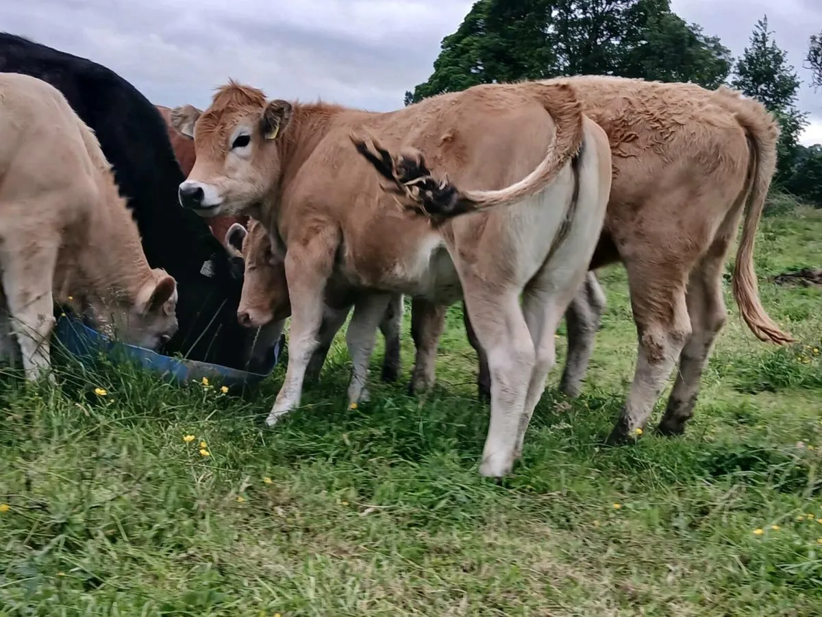 8 Super Quality Weanlings - Image 2