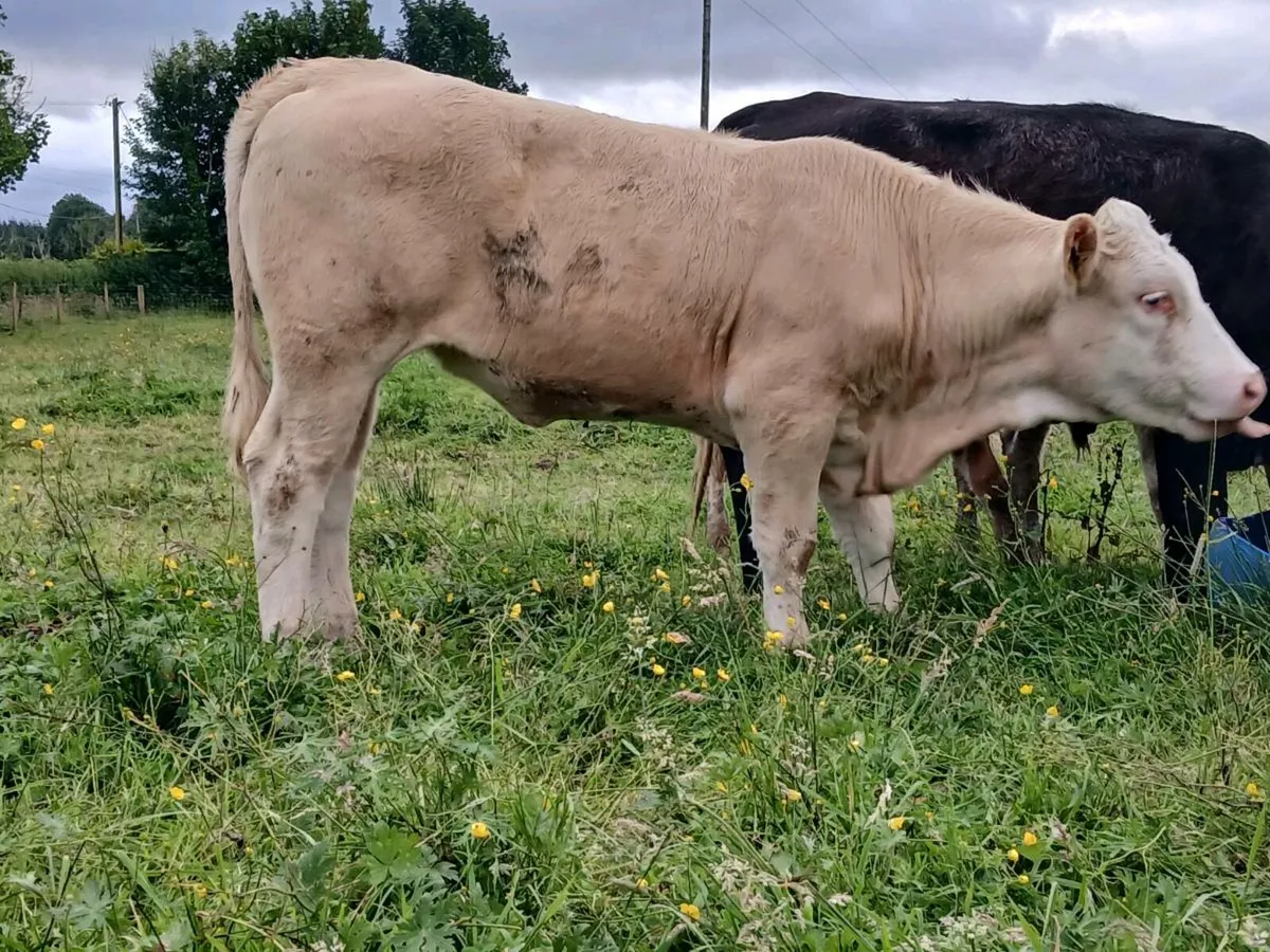 8 Super Quality Weanlings - Image 3