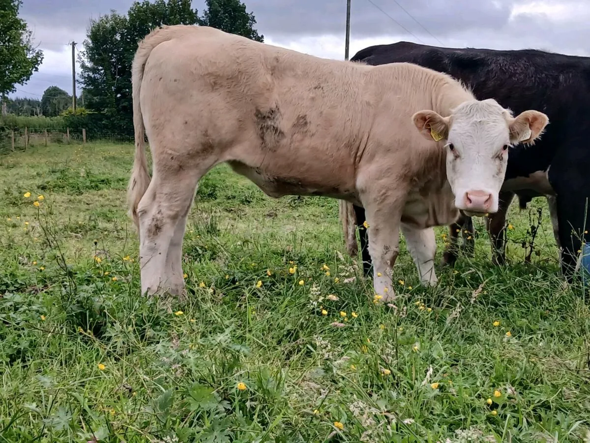 8 Super Quality Weanlings - Image 4