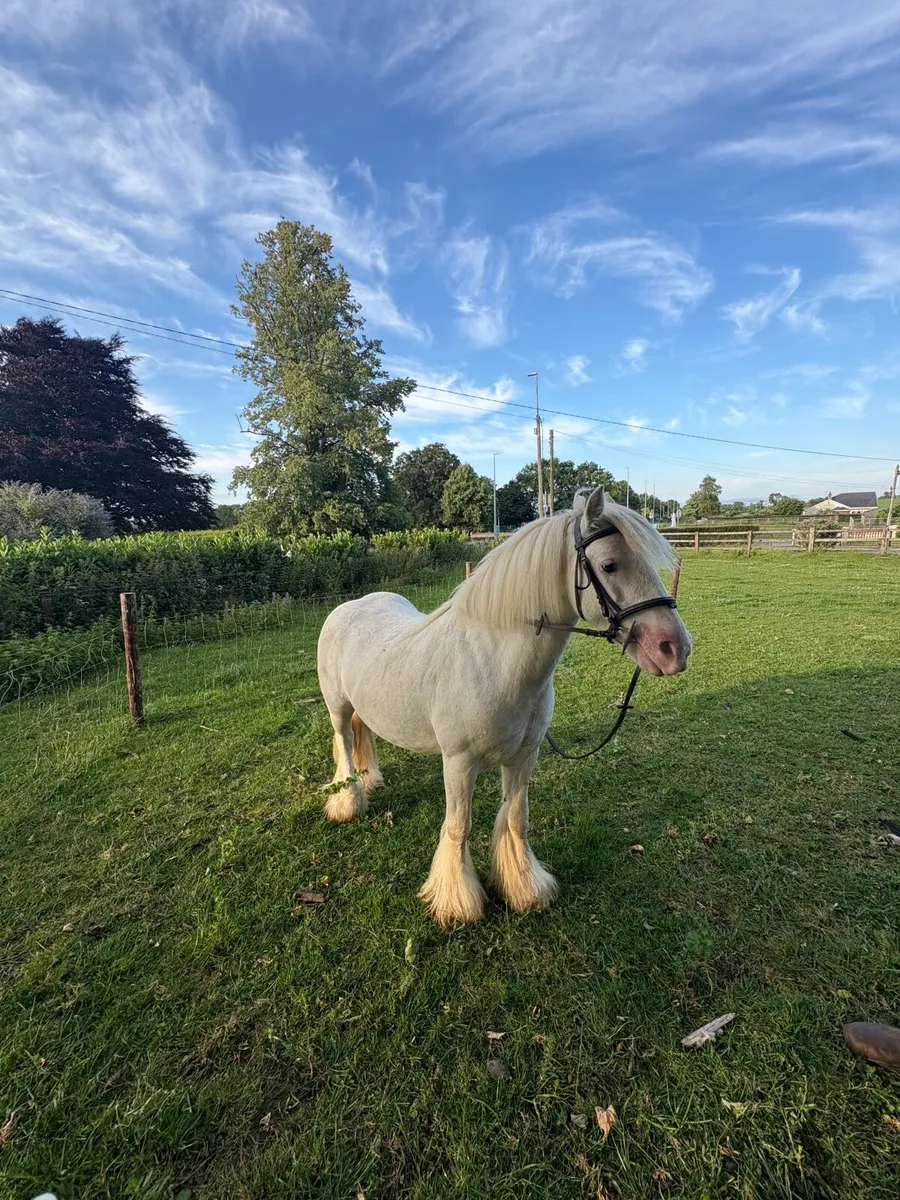 Pony - Image 2