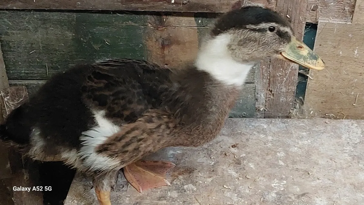 Ducks - Image 1