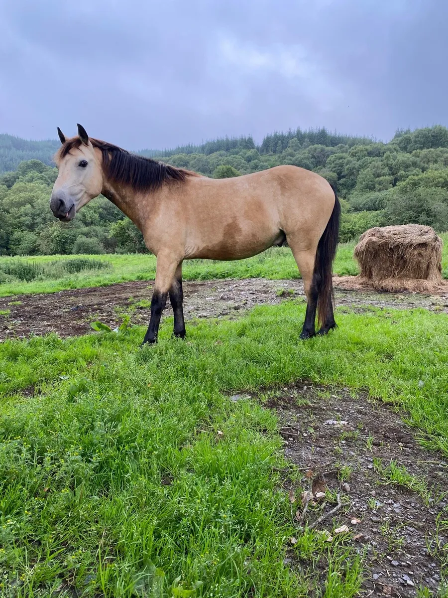 Dun Connemara Gelding - Image 1