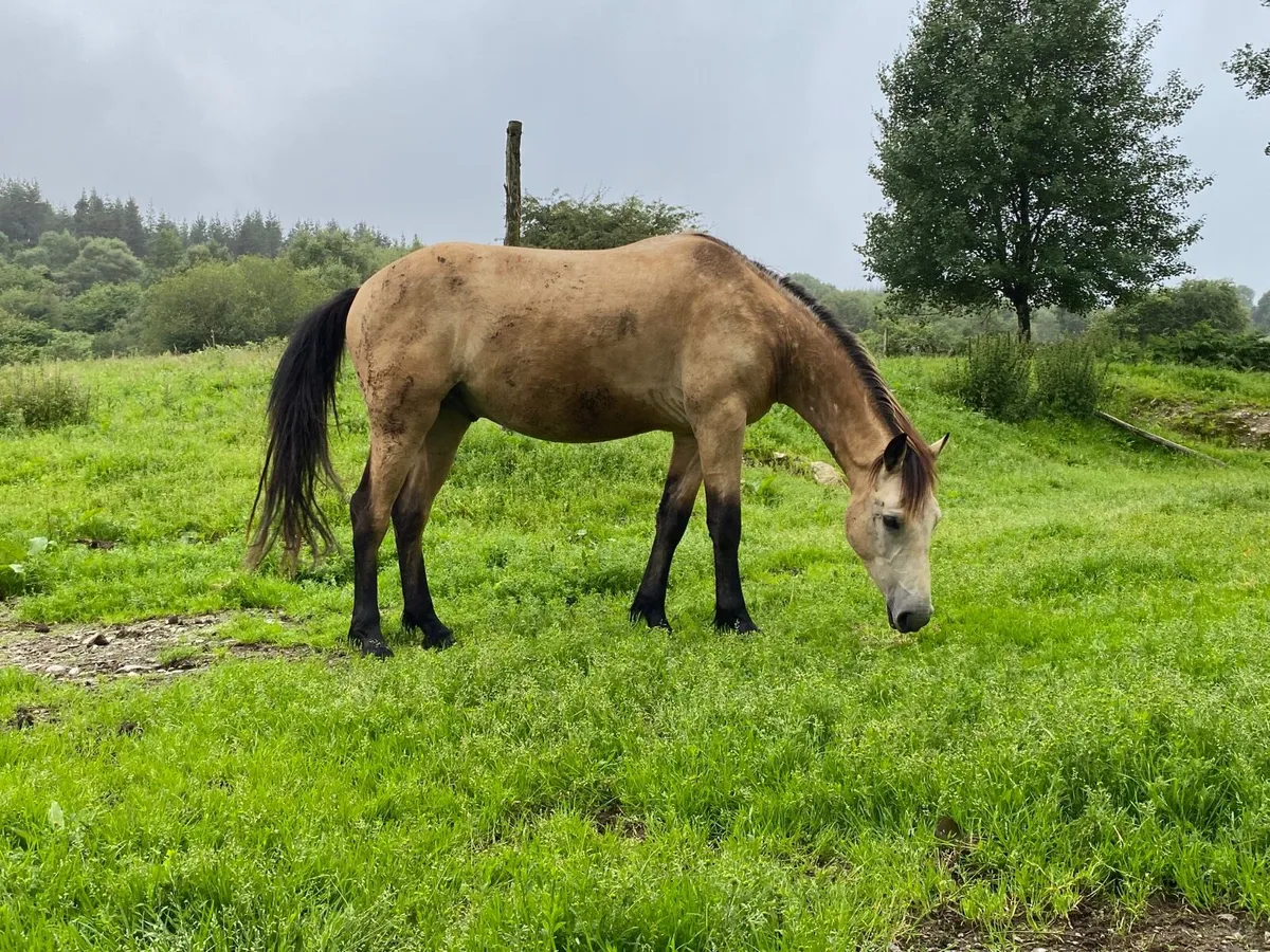 Dun Connemara Gelding - Image 2