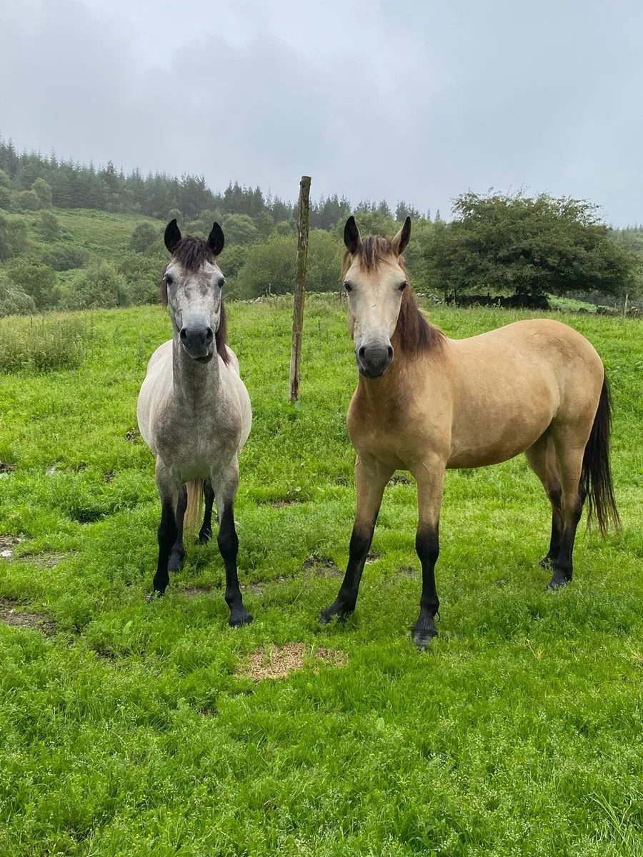 Dun Connemara Gelding - Image 3