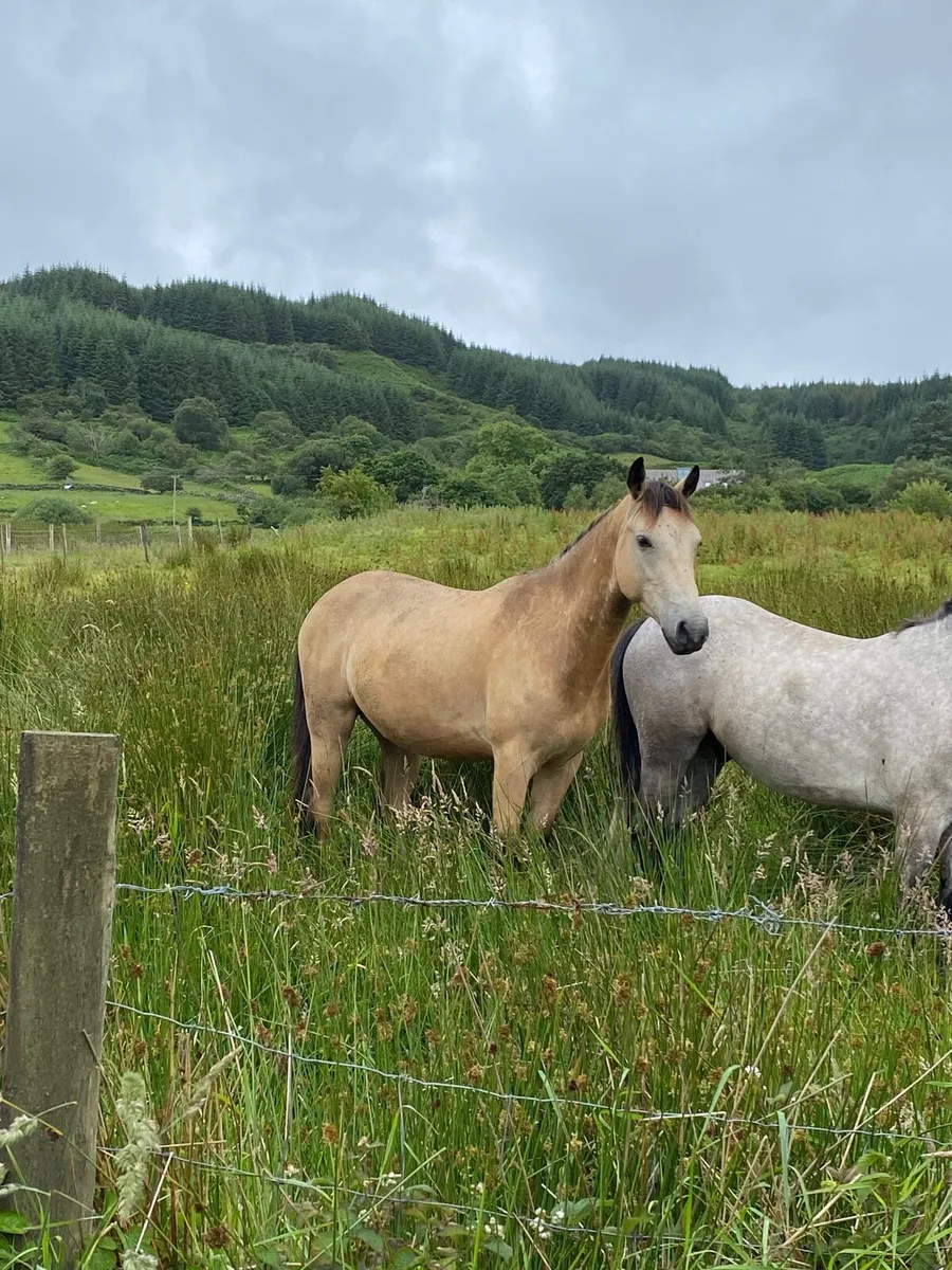 Dun Connemara Gelding - Image 4