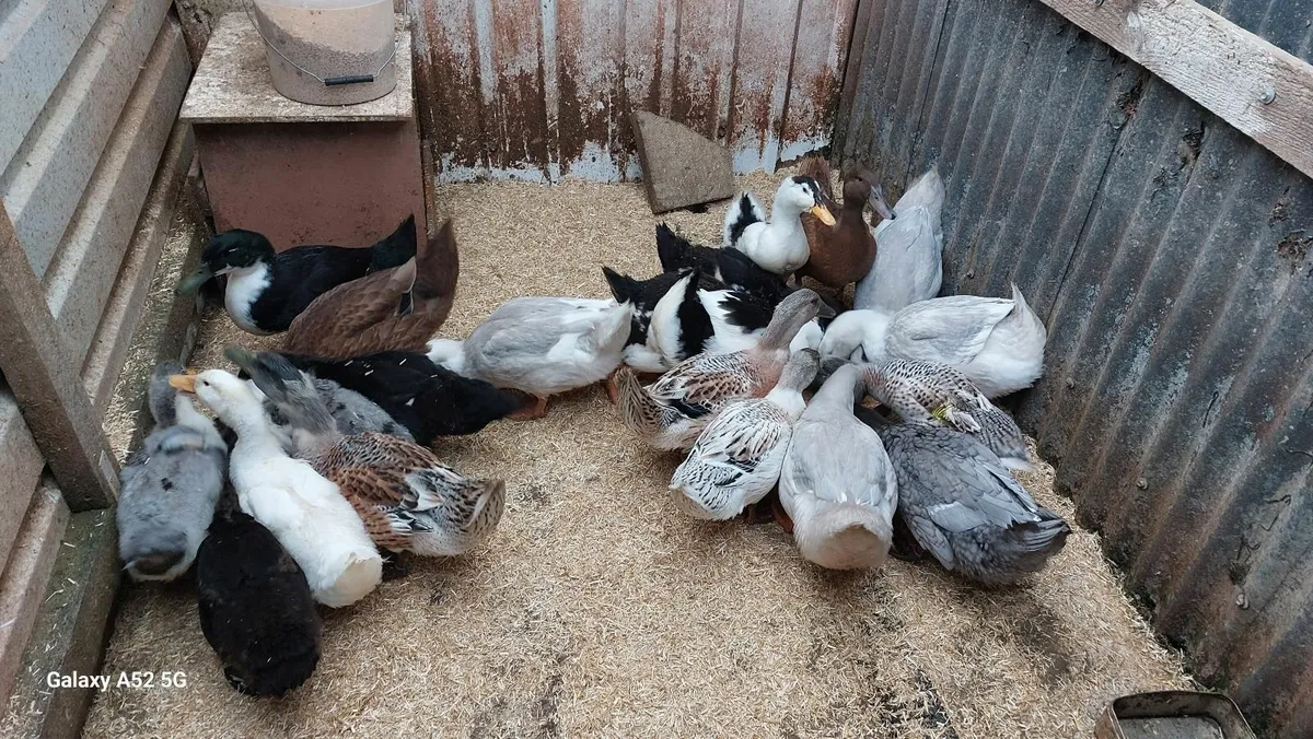 Ducks - Image 3