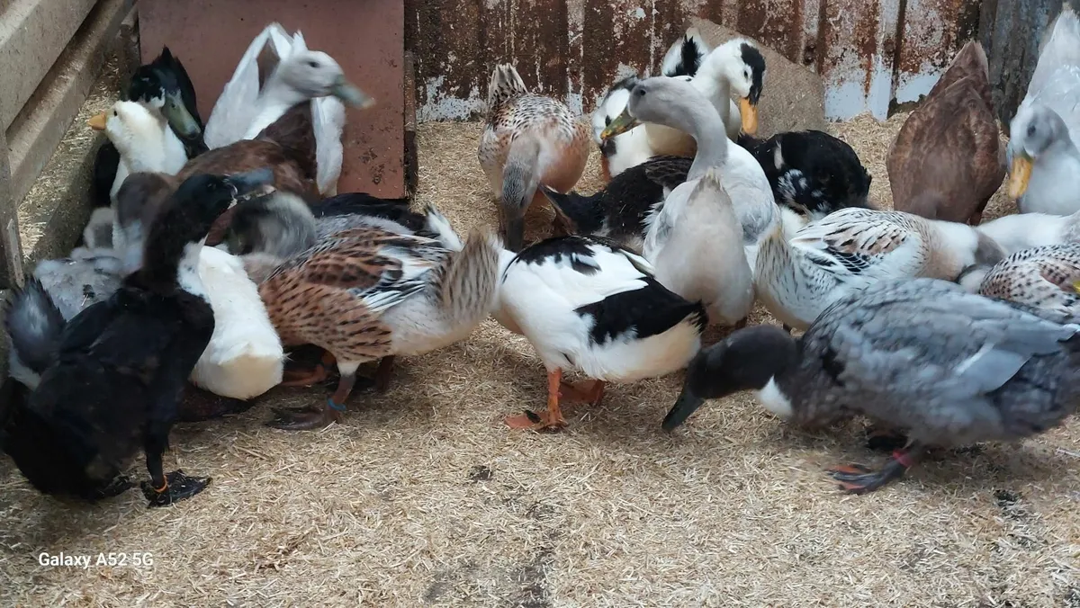 Ducks - Image 4