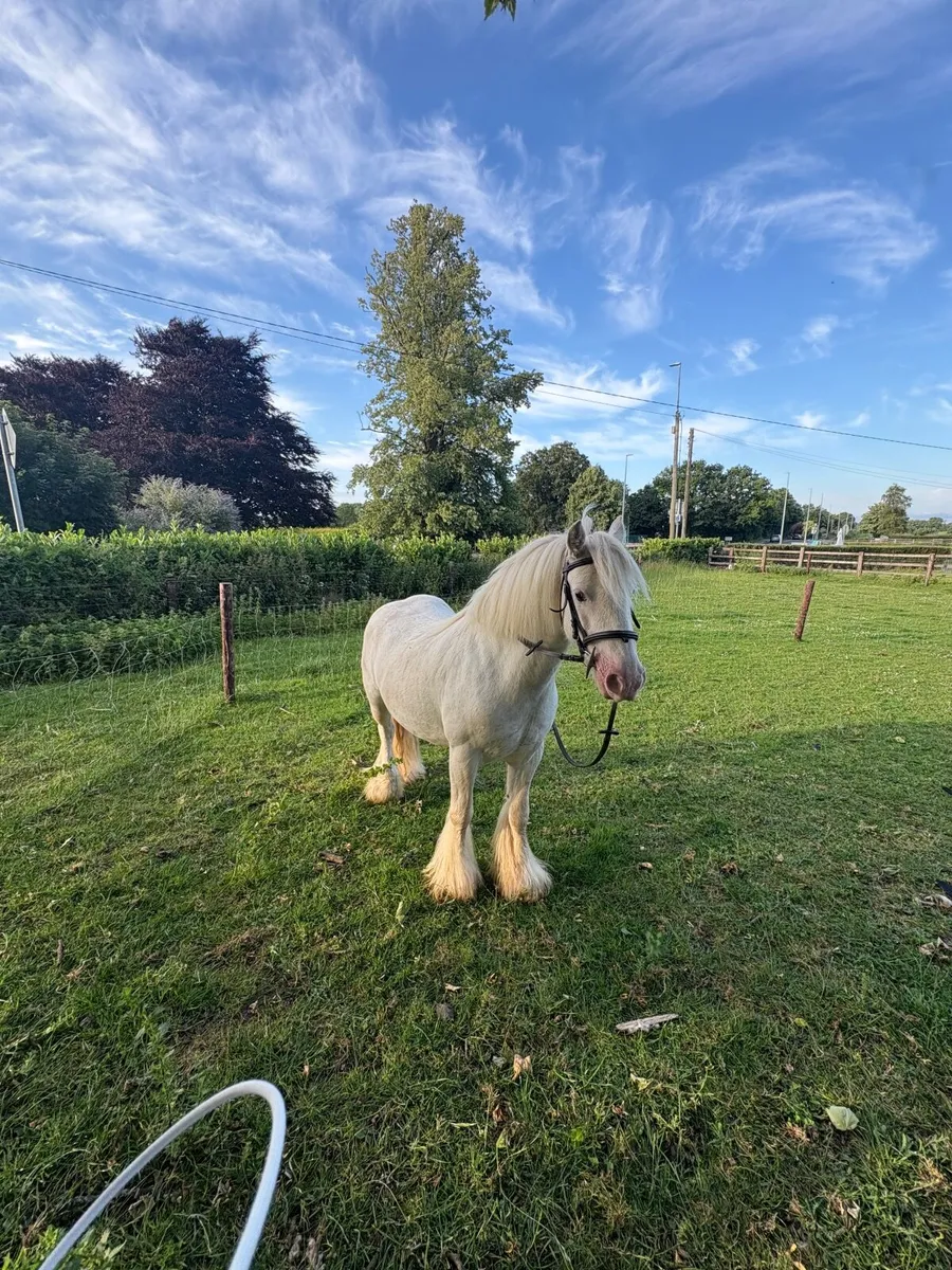 Pony - Image 3