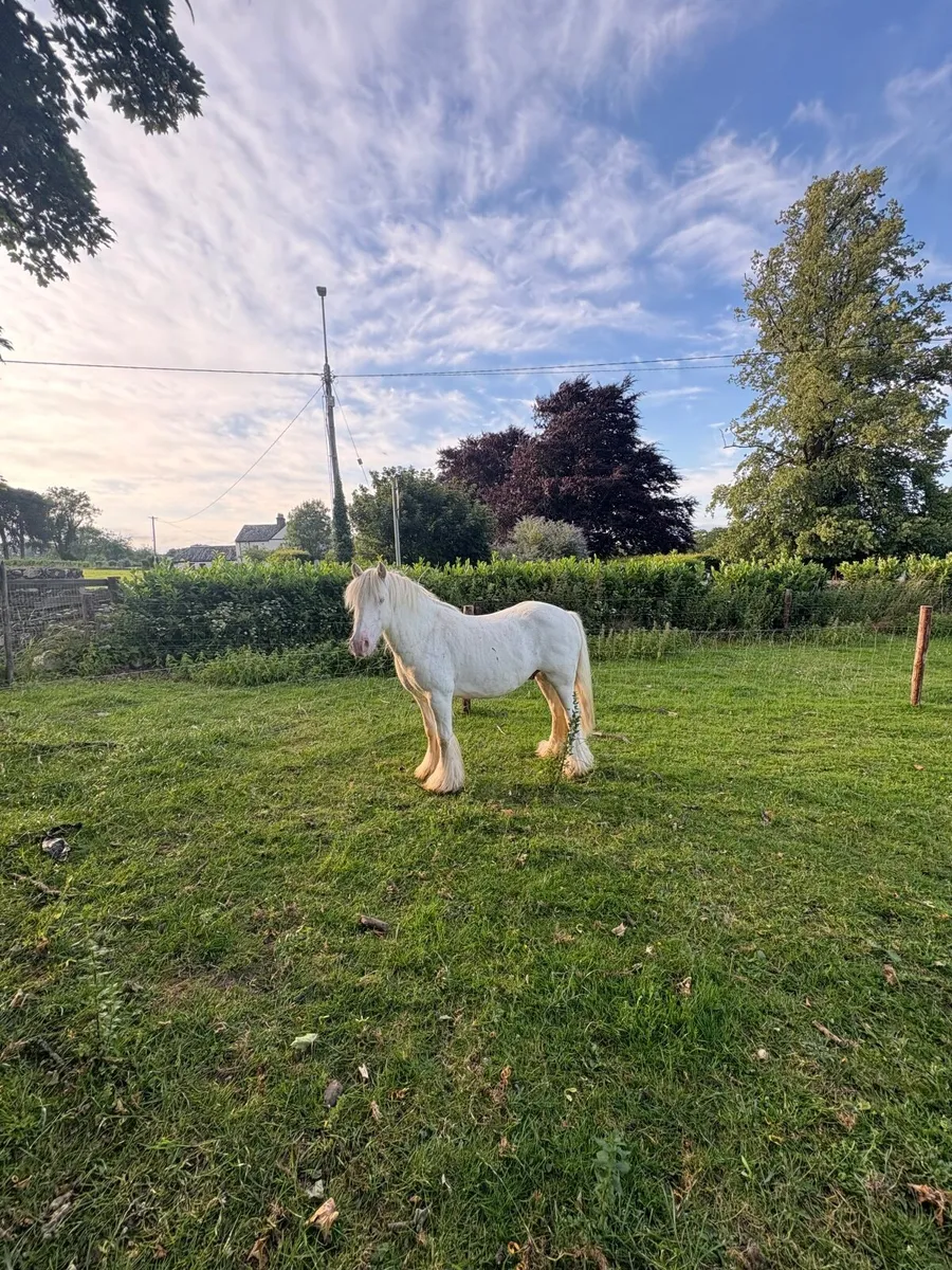 Pony - Image 4