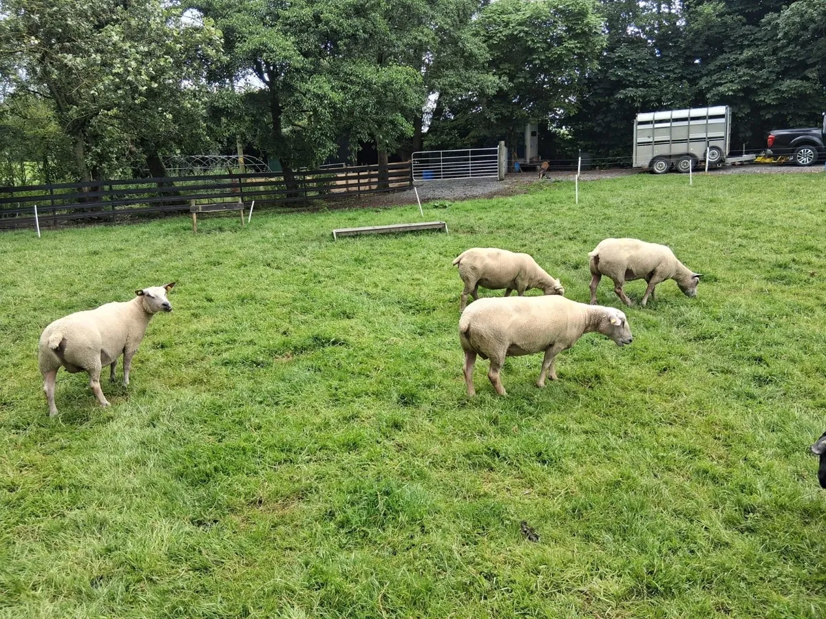 Pedigree Charollais - Image 2