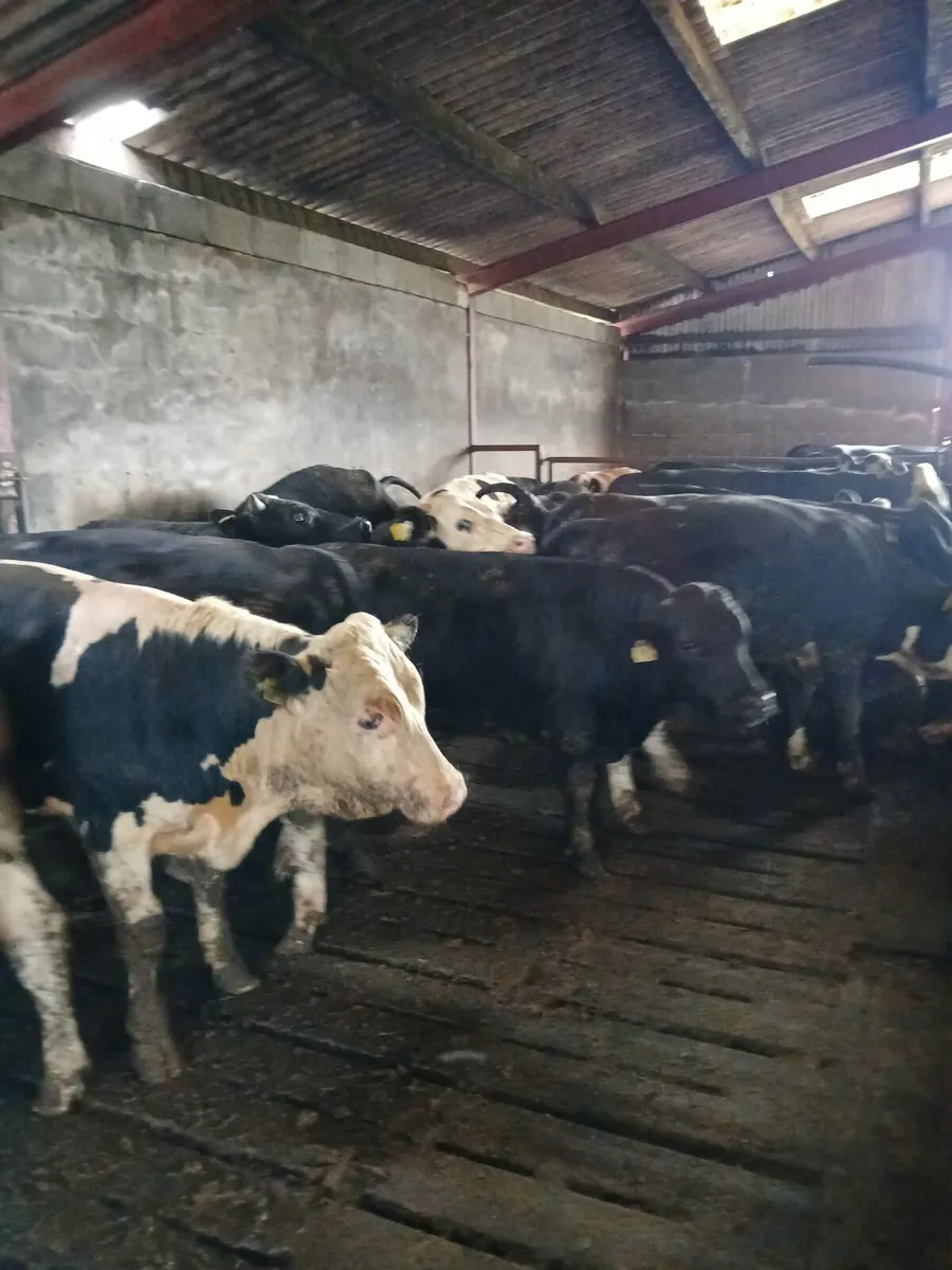 Bulls 400kilo - Image 1