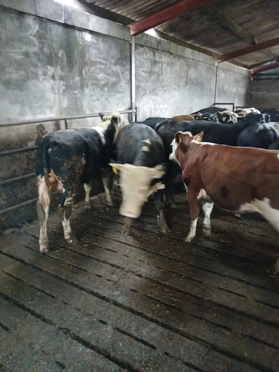 Bulls 400kilo - Image 2