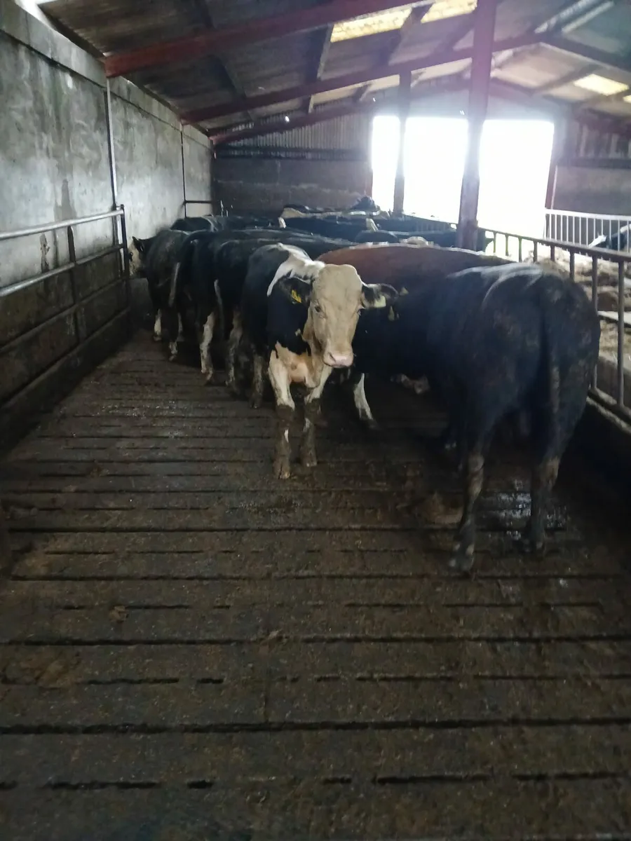 Bulls 400kilo - Image 3