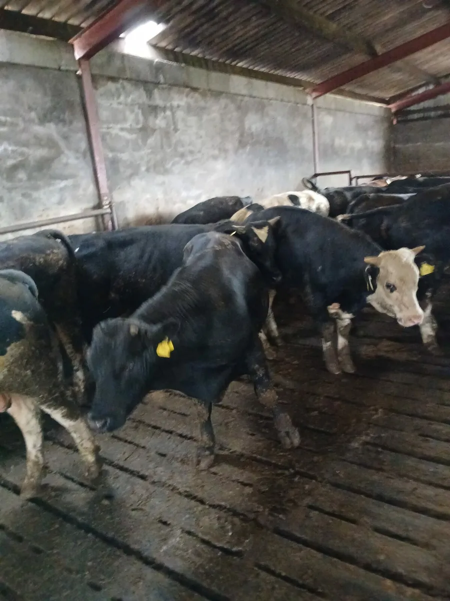 Bulls 400kilo - Image 4