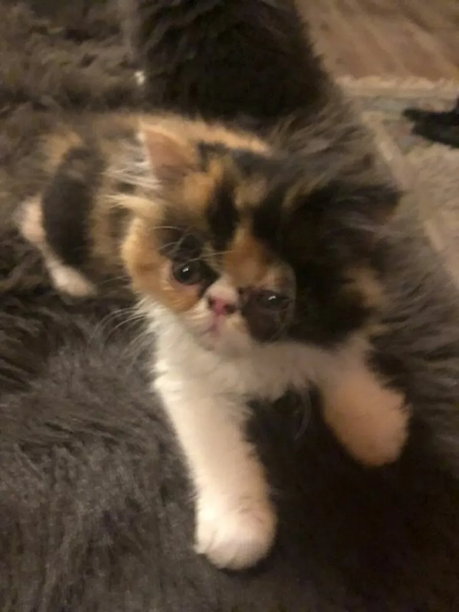 Registered Persian Kitten. - Image 1