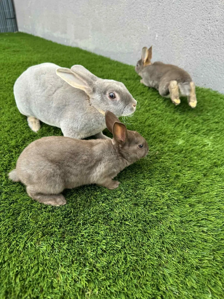 Bunny rabbits - Image 1