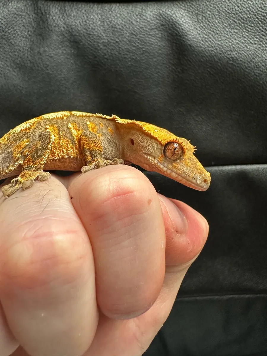 Crested gecko - Image 1