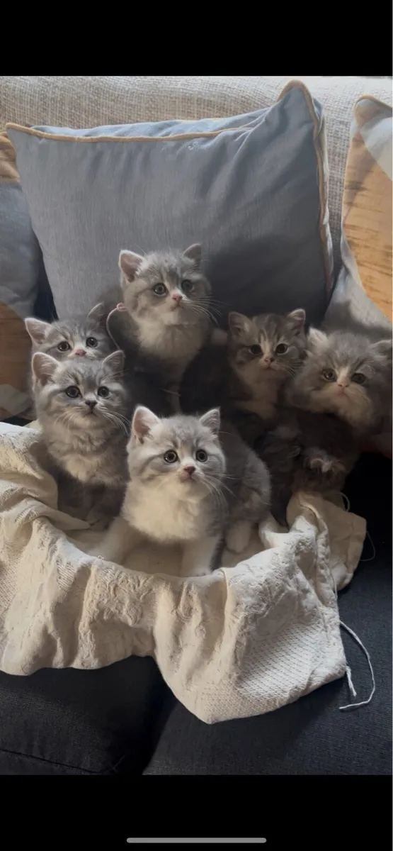 British Shorthair Kittens - Image 1