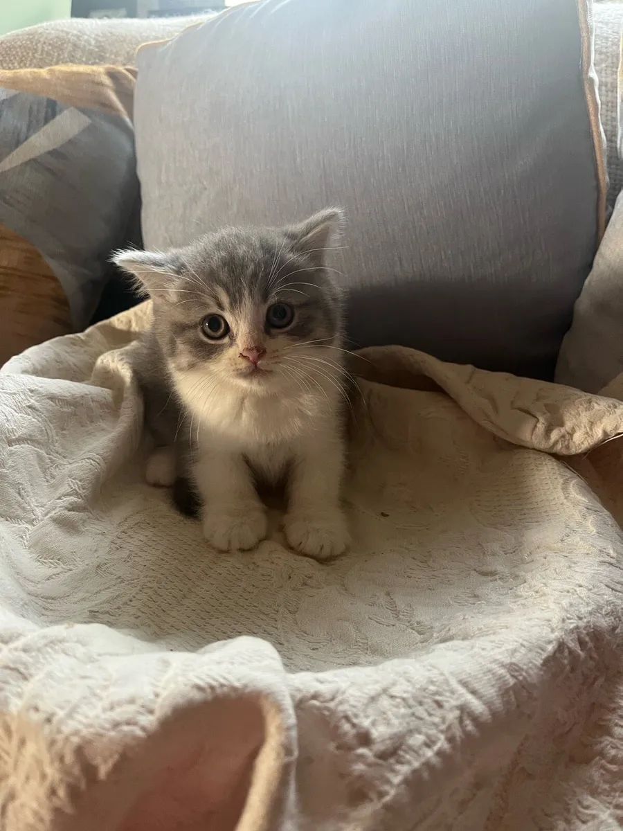 British Shorthair Kittens - Image 2