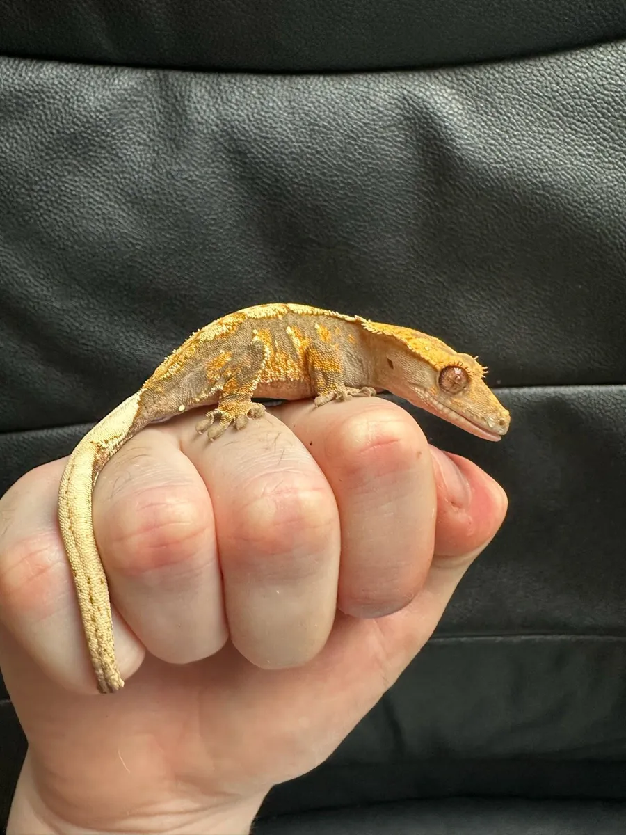 Crested gecko - Image 2