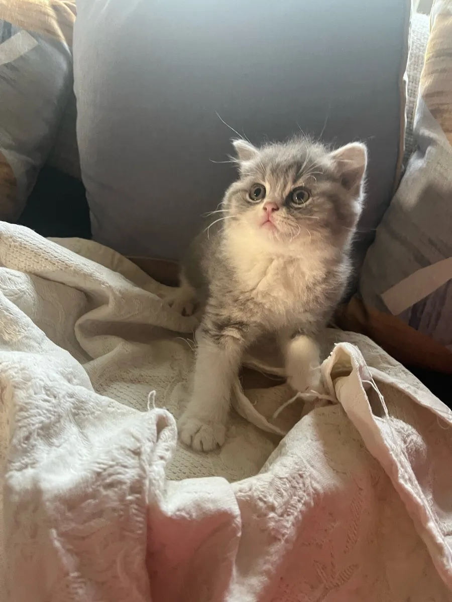 British Shorthair Kittens - Image 3