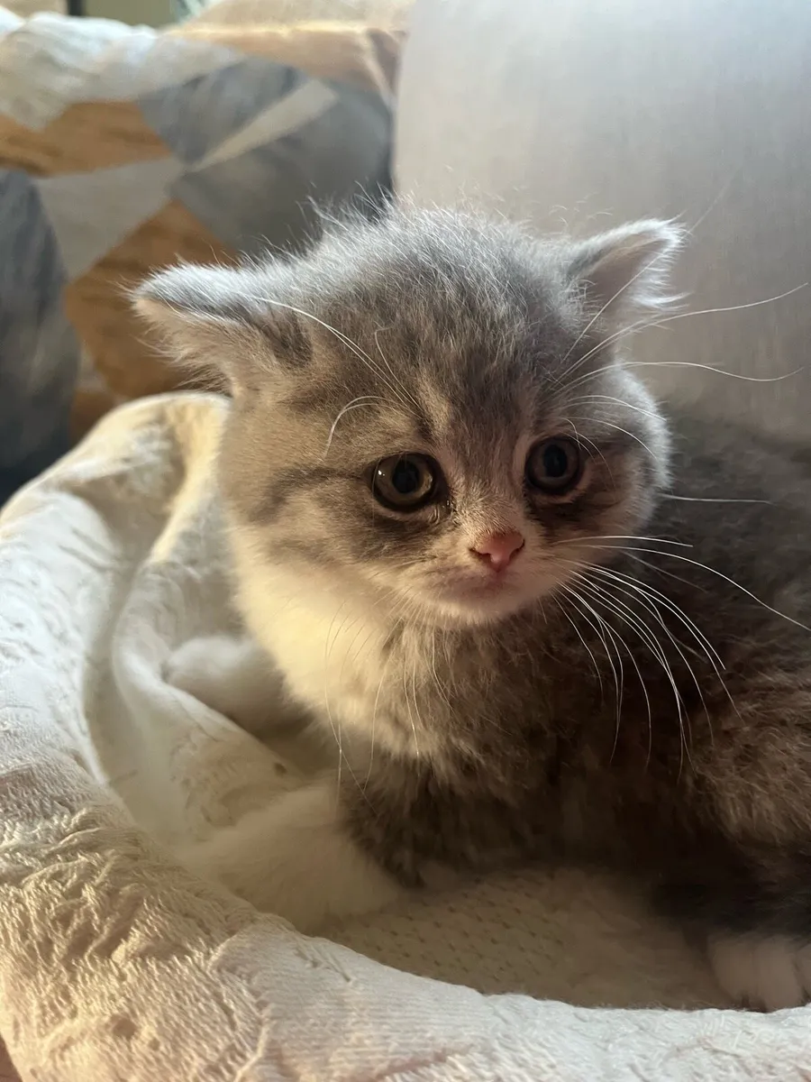 British Shorthair Kittens - Image 4