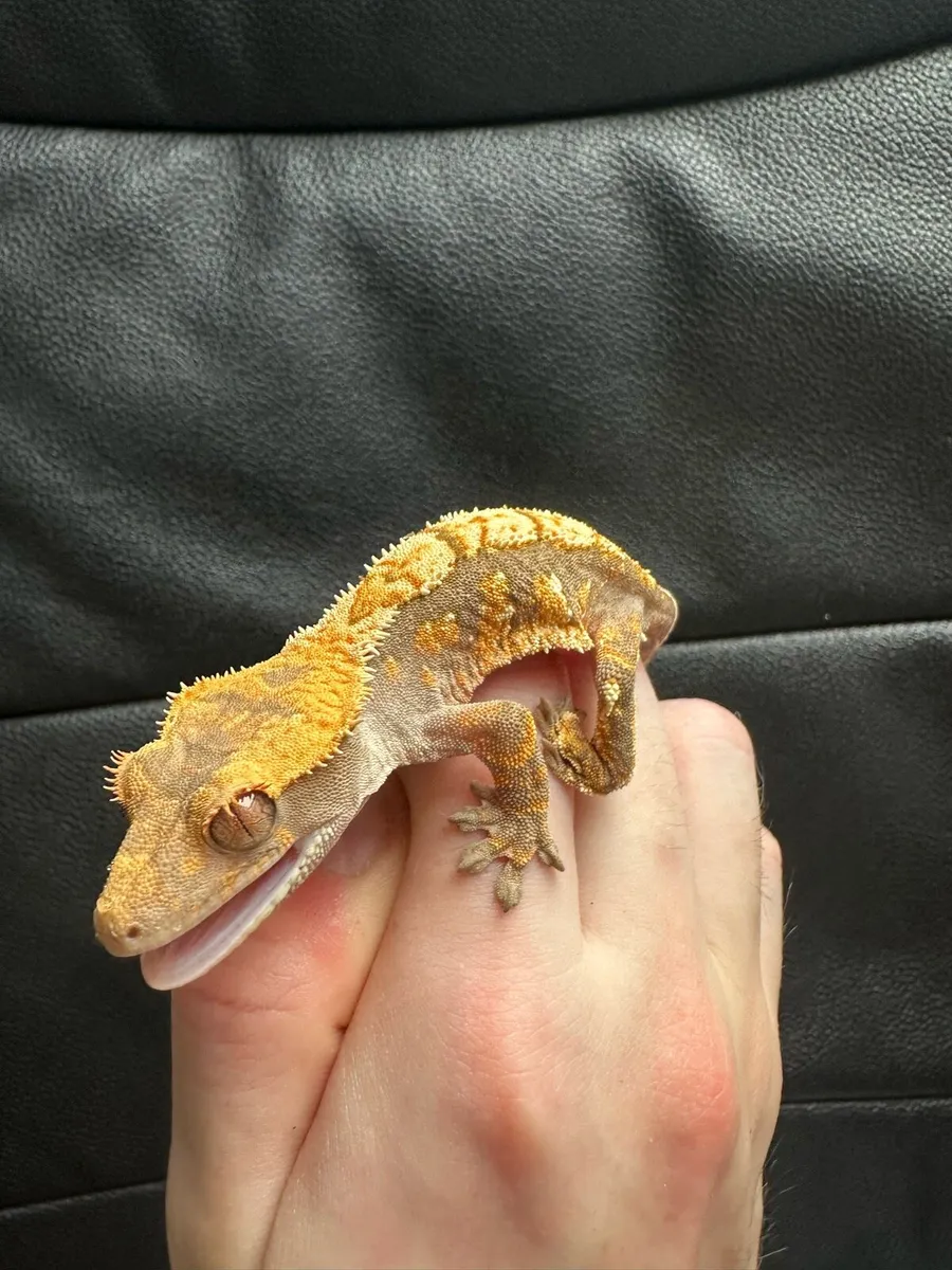 Crested gecko - Image 3