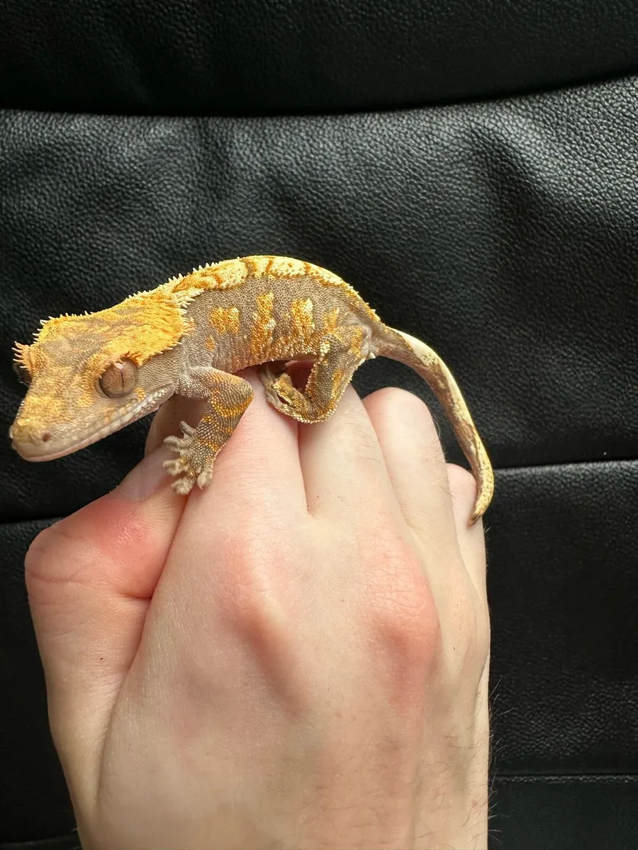 Crested gecko - Image 4