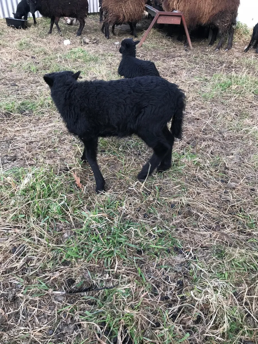 Farming - Image 1