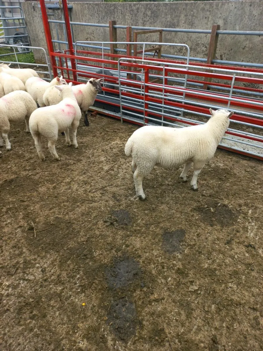 Organic lamb - Image 2