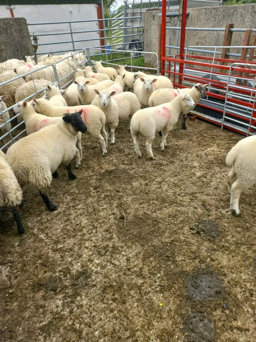 Organic lamb - Image 3