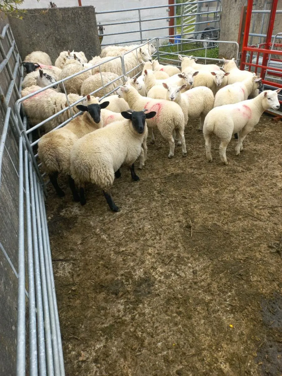 Organic lamb - Image 4
