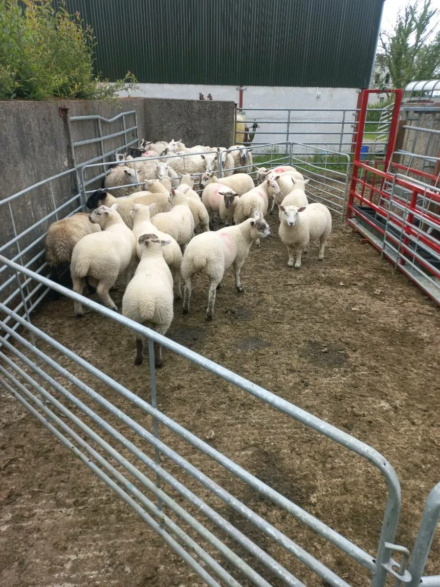 Organic lamb - Image 1