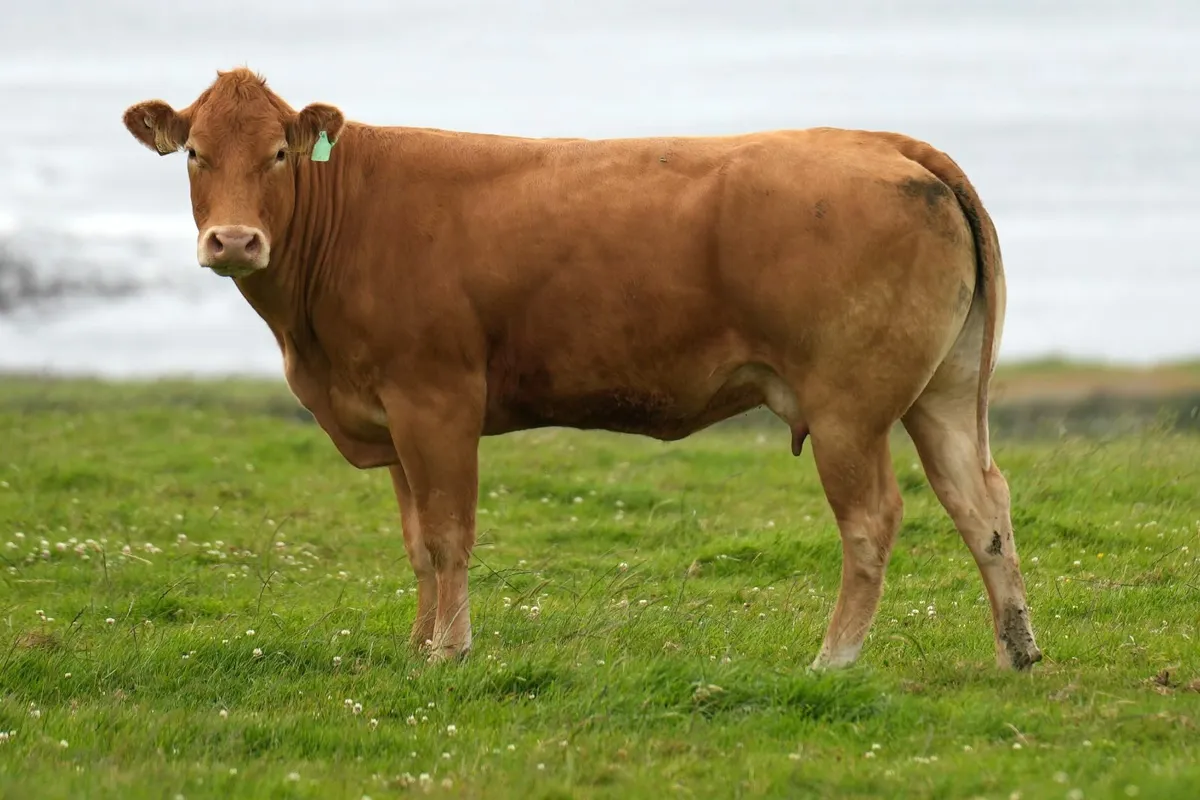 ⭐ 2 Super 4 Star Limousin Outfits ⭐ - Image 4