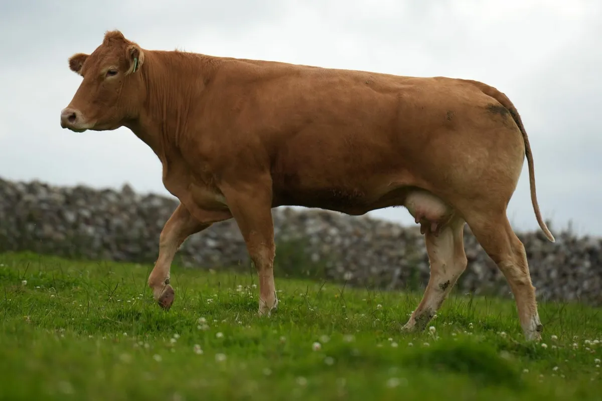 ⭐ 2 Super 4 Star Limousin Outfits ⭐ - Image 1