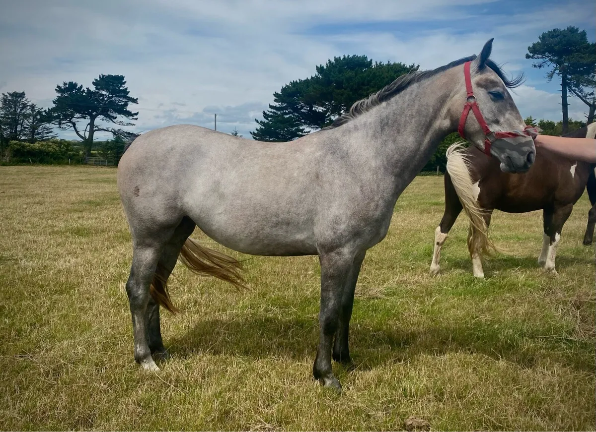 Full green book 3yo - Image 1