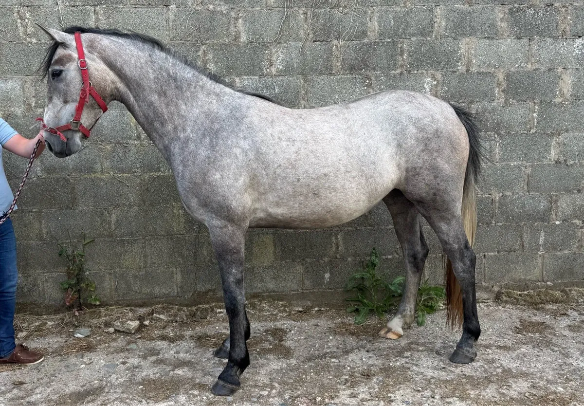 Full green book 3yo - Image 2