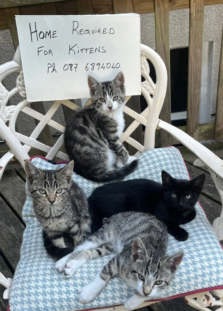 Kittens Available