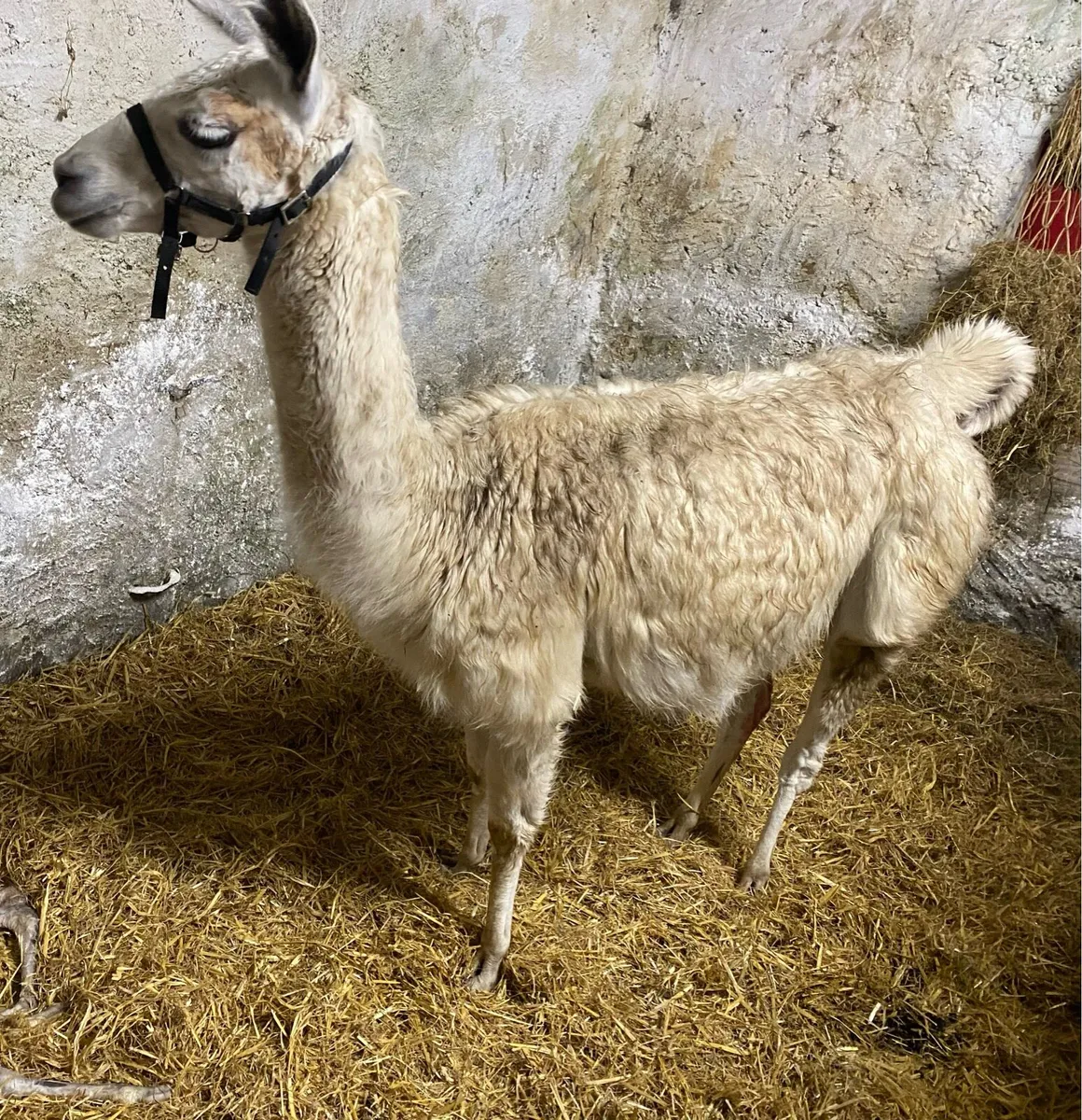 Female Llama - Image 2