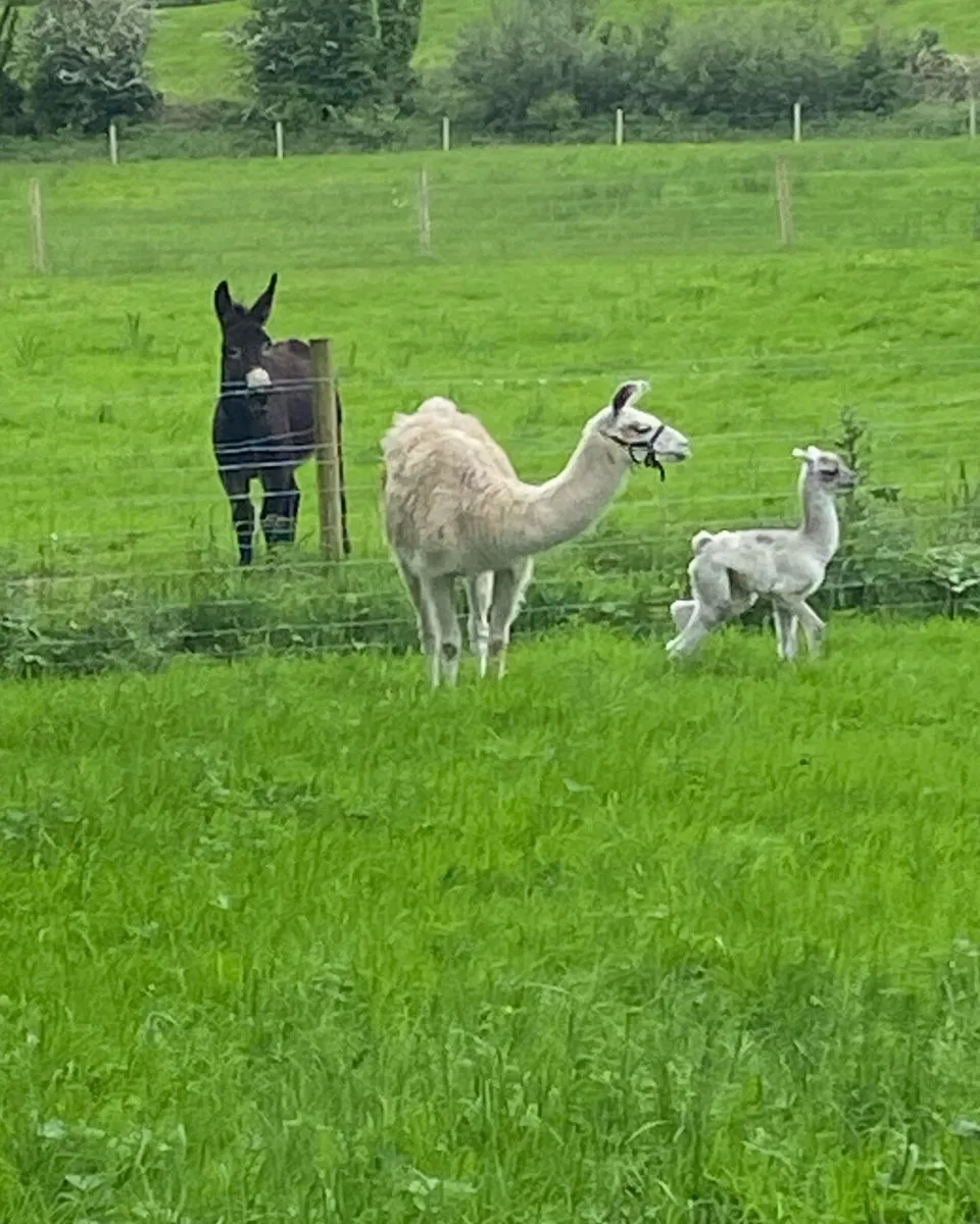 Female Llama - Image 3