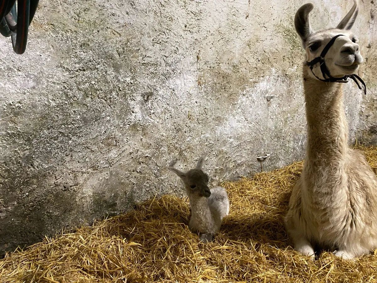 Female Llama - Image 4