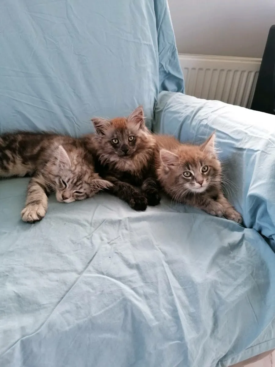 Maincoon kittens - Image 1