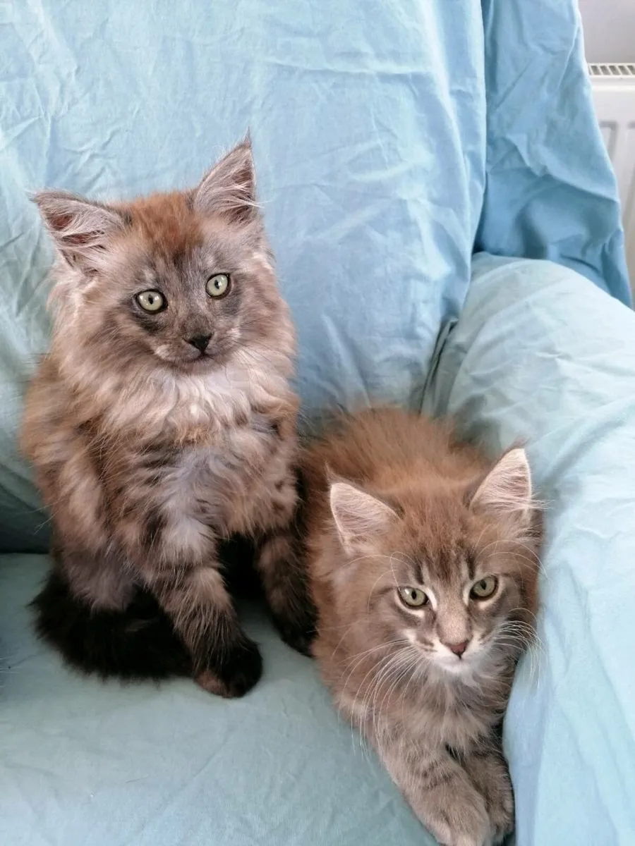 Maincoon kittens - Image 3