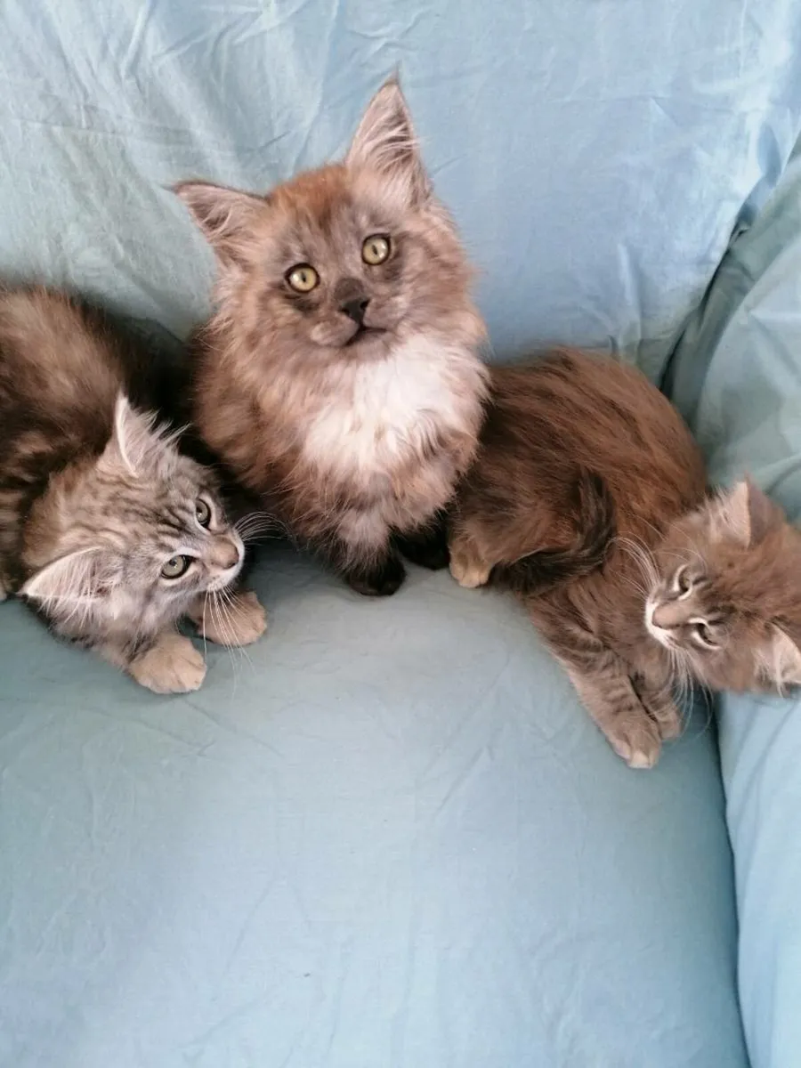Maincoon kittens - Image 4