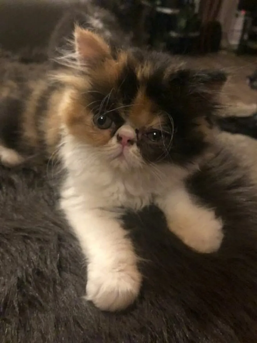 Registered Persian Kitten. - Image 3
