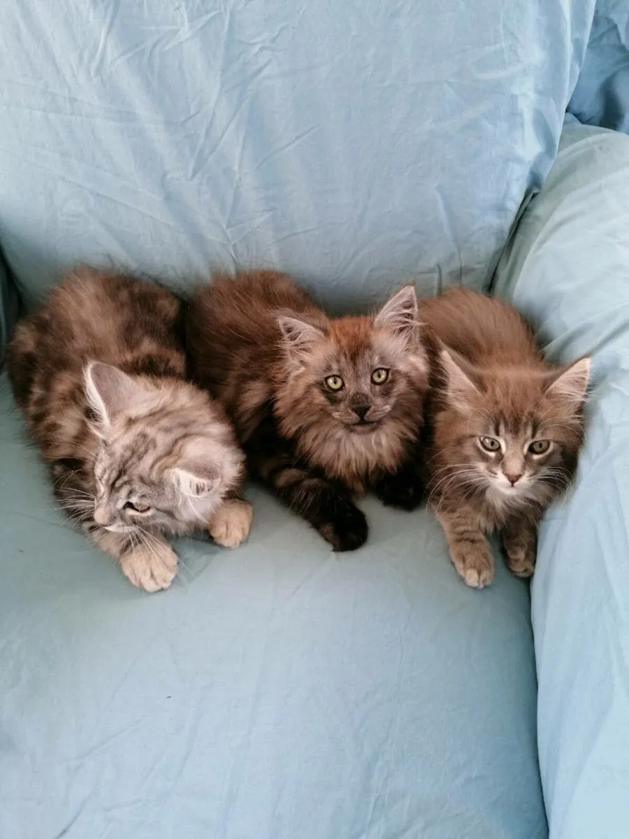 Maincoon kittens - Image 2