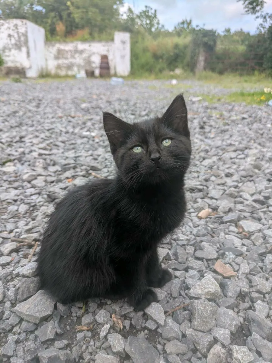 Kittens - Image 1