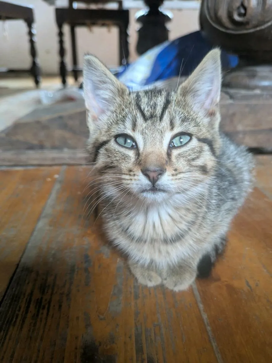 Kittens - Image 2