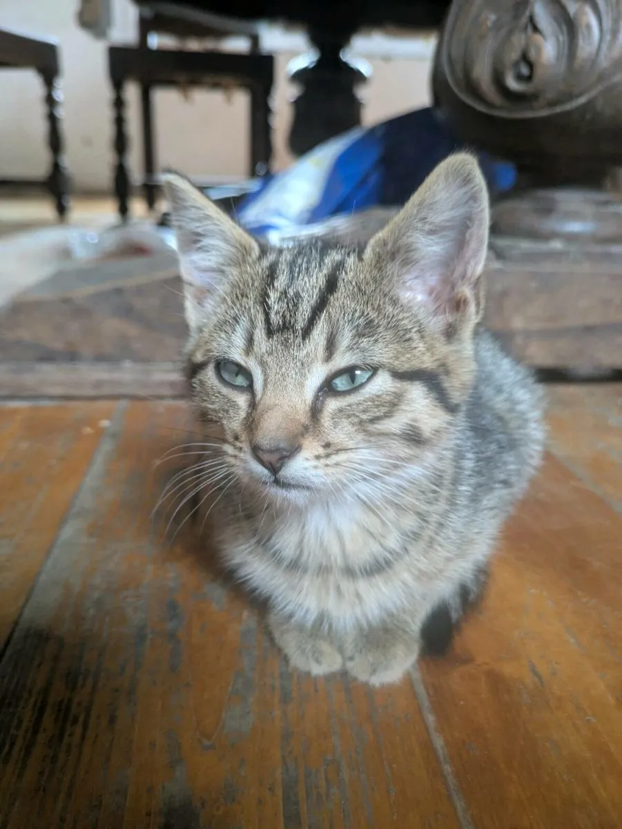 Kittens - Image 3