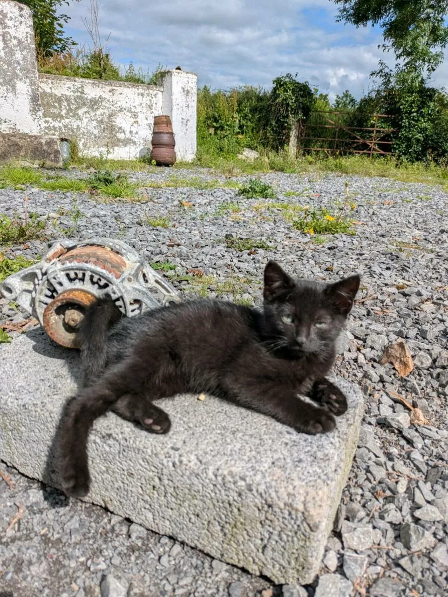 Kittens - Image 4